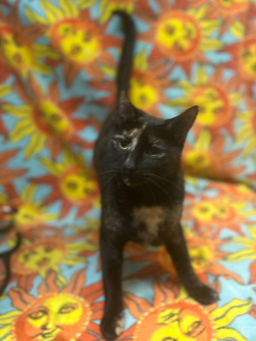 Calie, a 4 years old Tortoiseshell Female Domestic Short Hair Cat