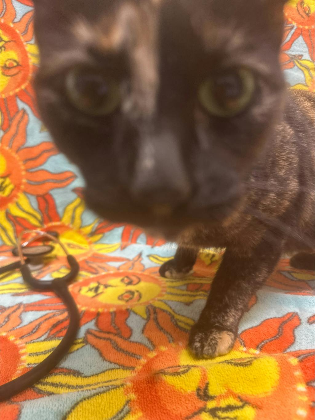 Calie, a 4 years old Tortoiseshell Female Domestic Short Hair Cat