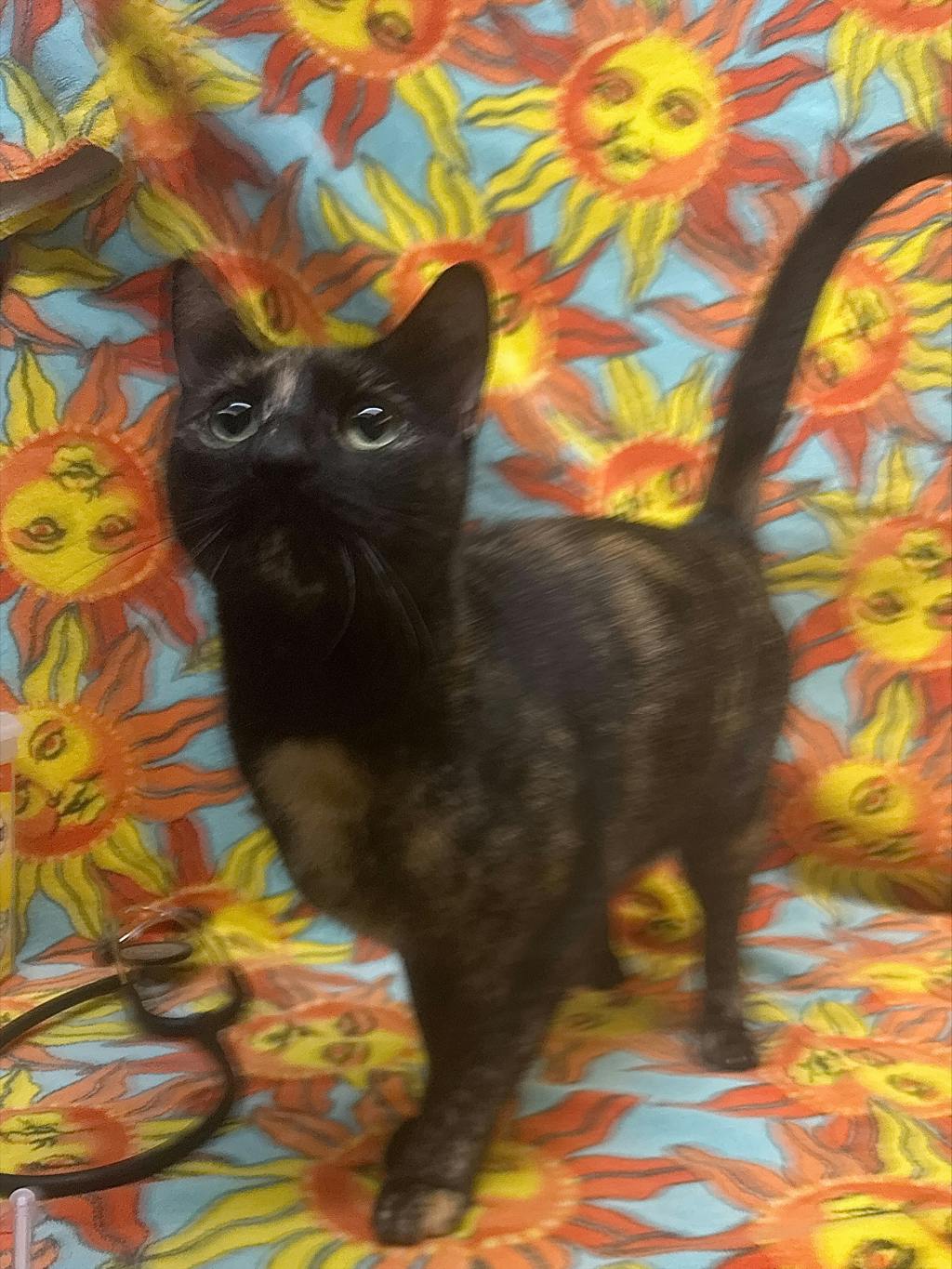 Calie, a 4 years old Tortoiseshell Female Domestic Short Hair Cat