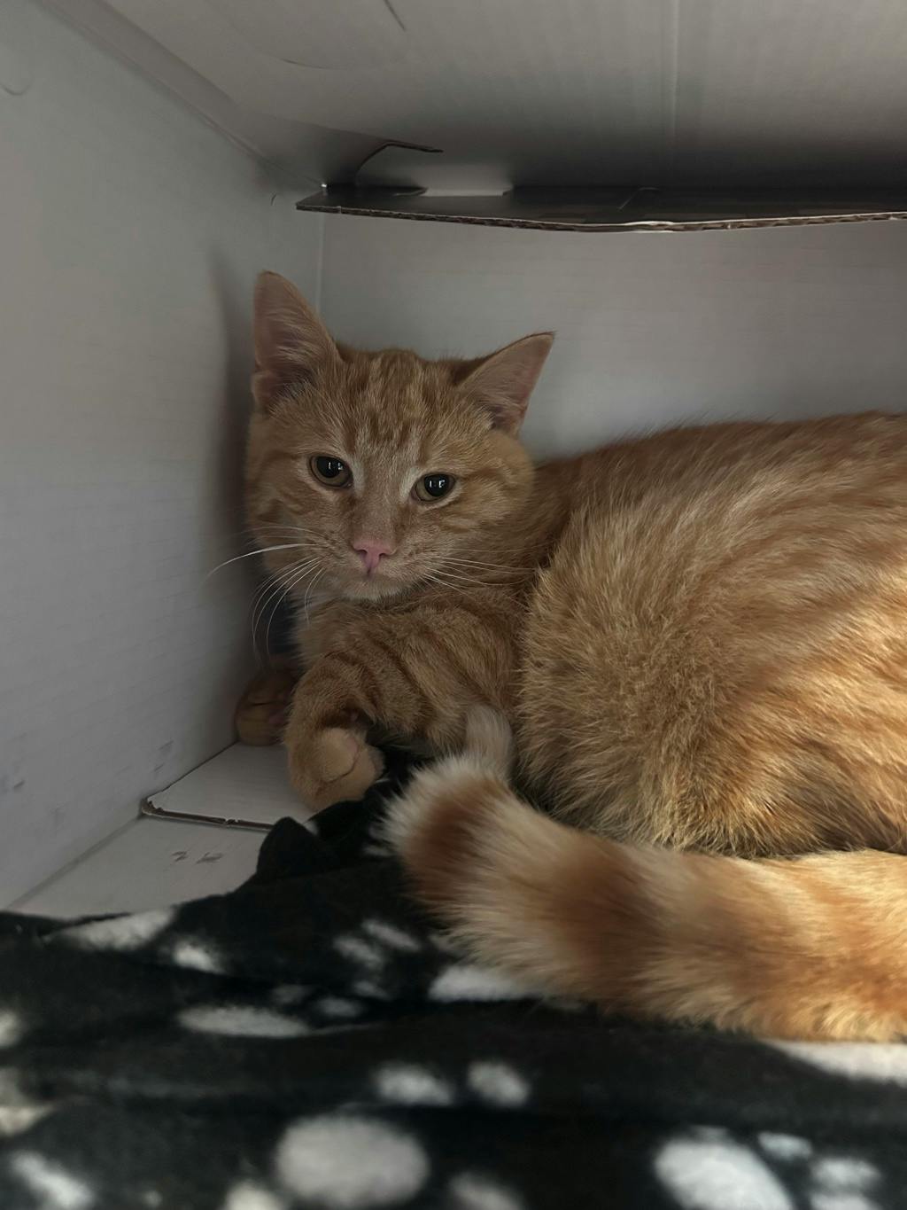 Stu, a 6 months old Orange Tabby Male Domestic Short Hair Cat