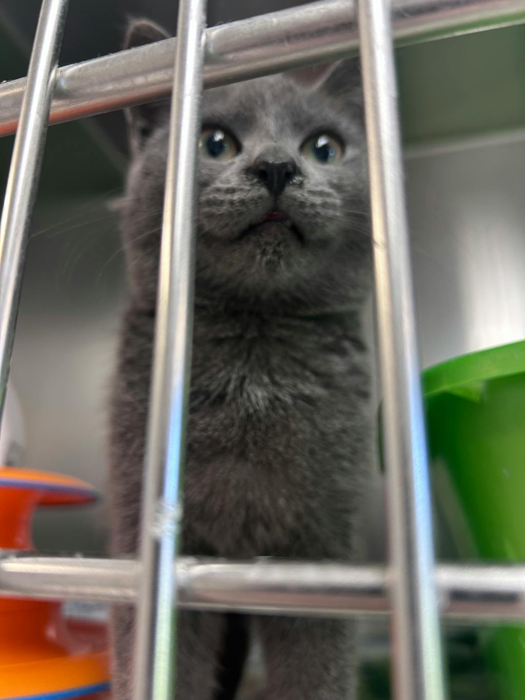 Kirby, a 4 months old Grey Female Domestic Short Hair Kitten