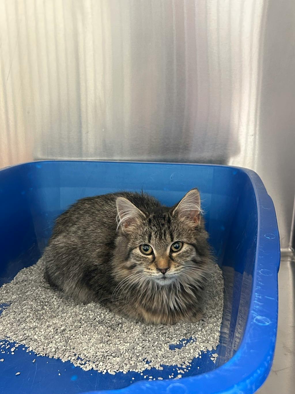 Sidney, a 5 months old Brown Tabby Female Domestic Longhair Cat