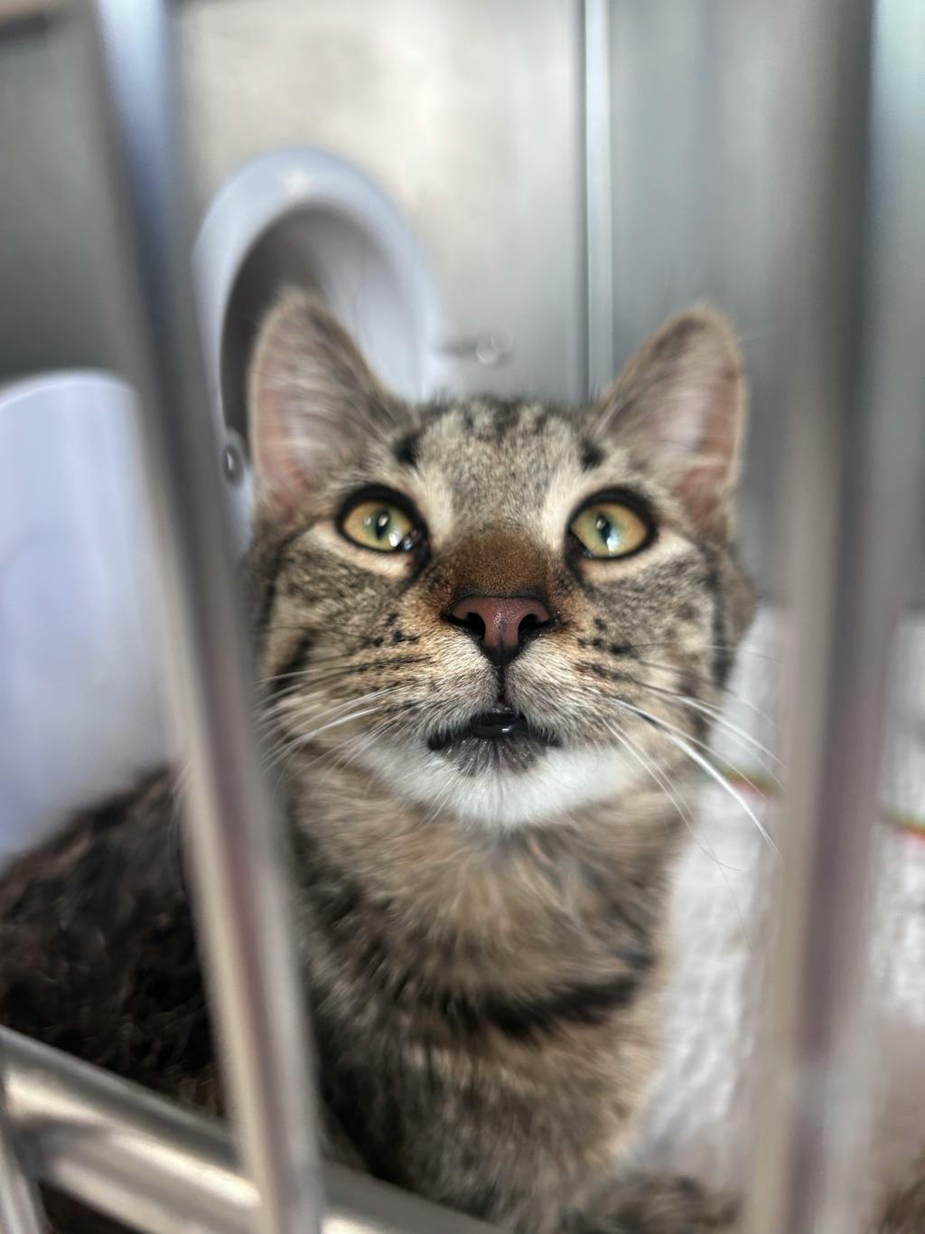 Randy, a 5 months old Brown Tabby Male Domestic Short Hair Cat