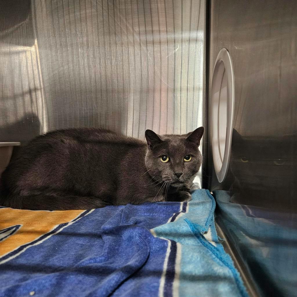 Mr. B, a 9 years old Grey Male Domestic Short Hair Cat