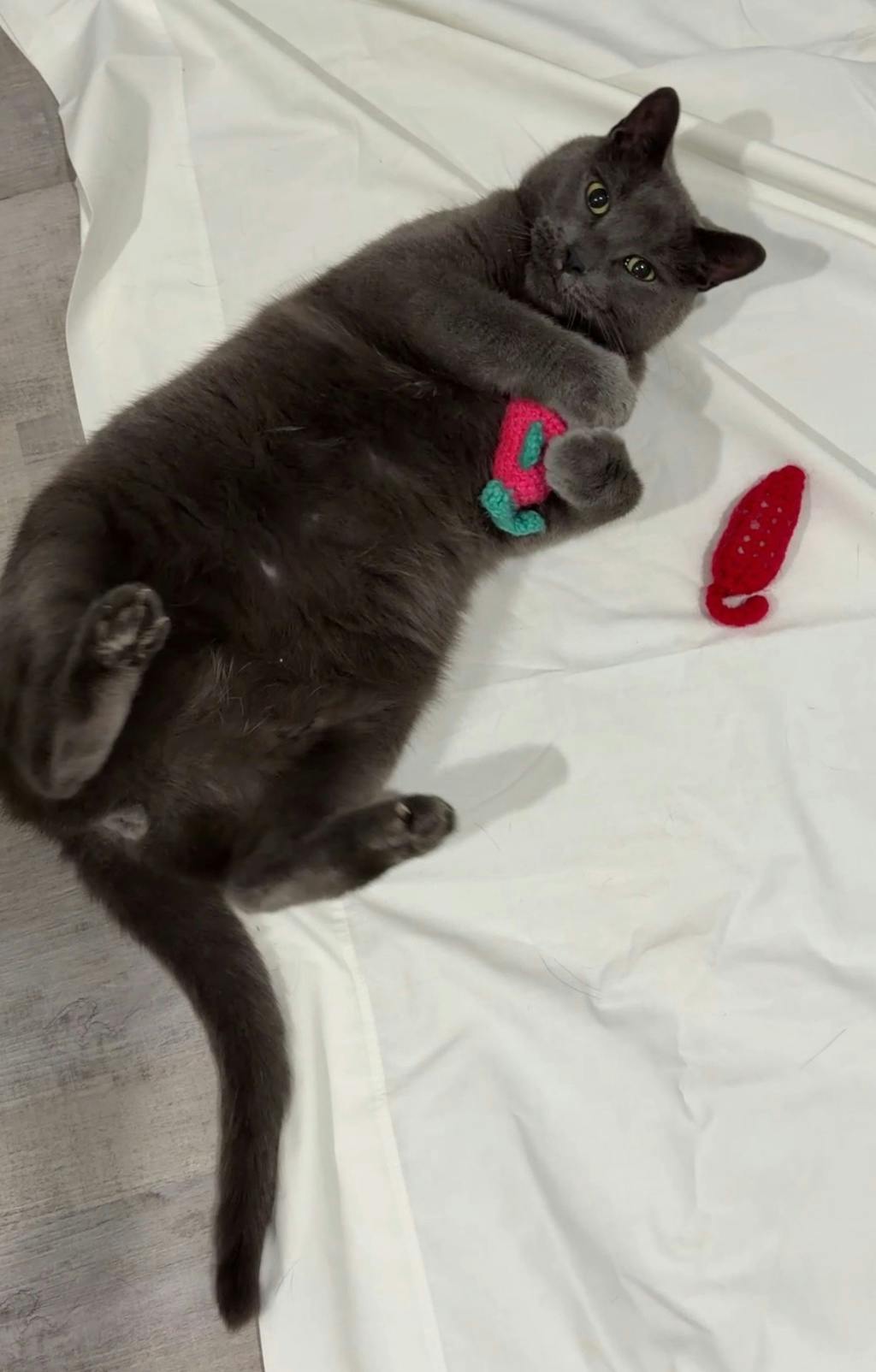 Mr. B, a 9 years old Grey Male Domestic Short Hair Cat