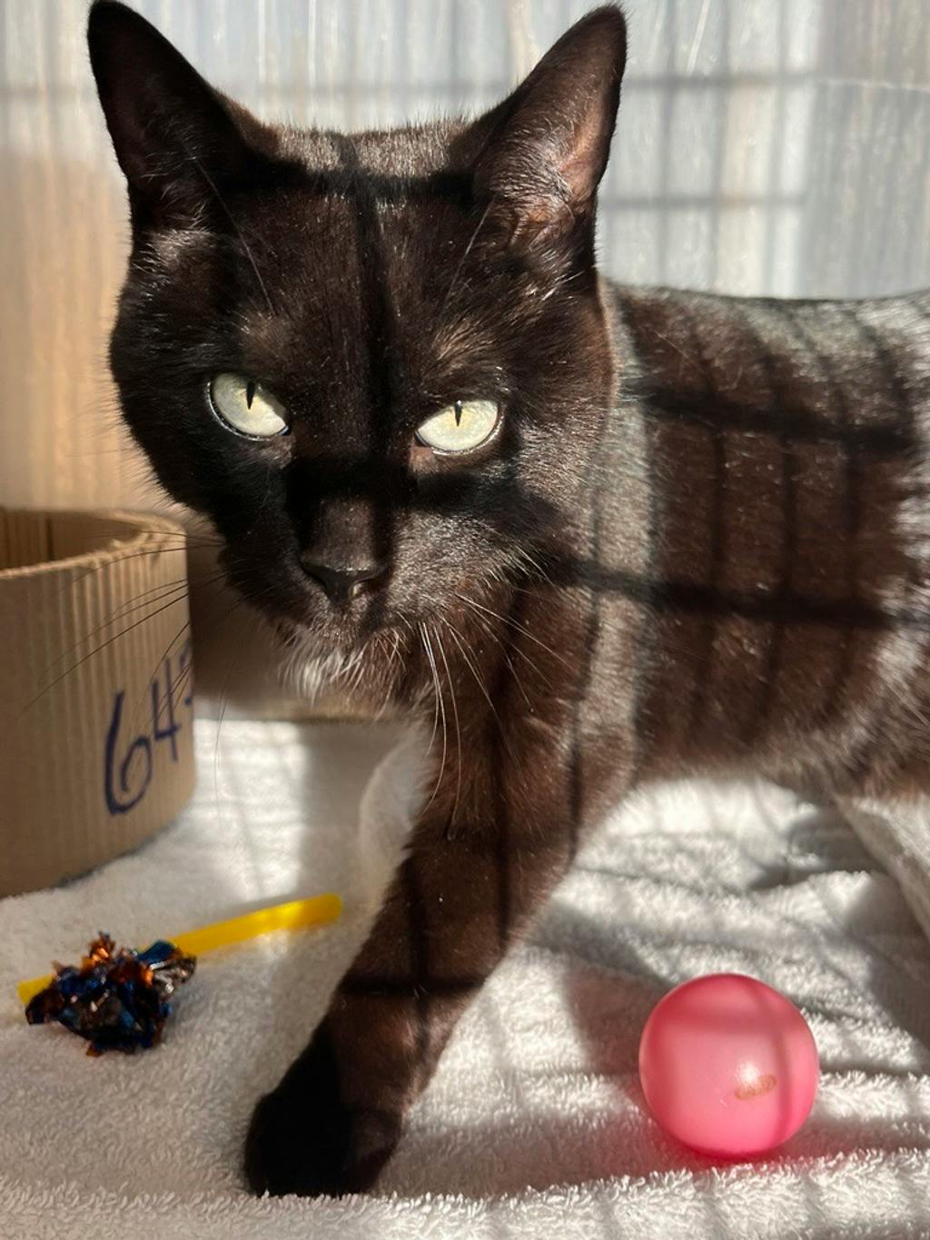 Mini, a 8 years old Black Male Domestic Short Hair Cat