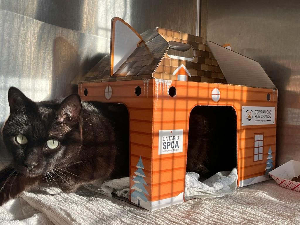 Mini, a 8 years old Black Male Domestic Short Hair Cat