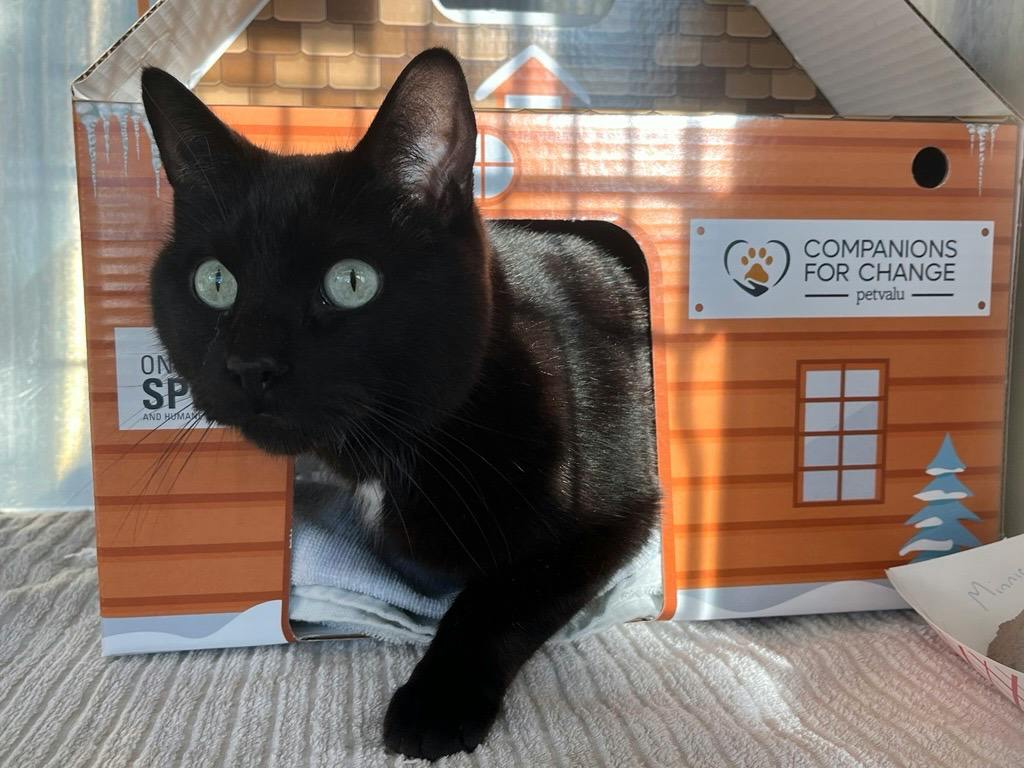 Mini, a 8 years old Black Male Domestic Short Hair Cat