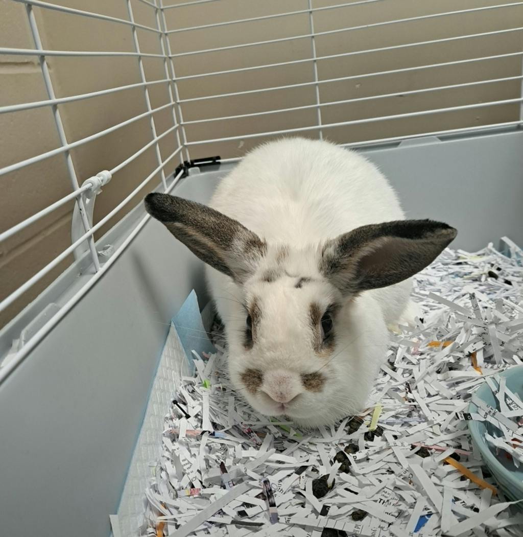 Cloud @ Huntsvile Petsmart, a 4 years old White Female Holland Lop Small Animal