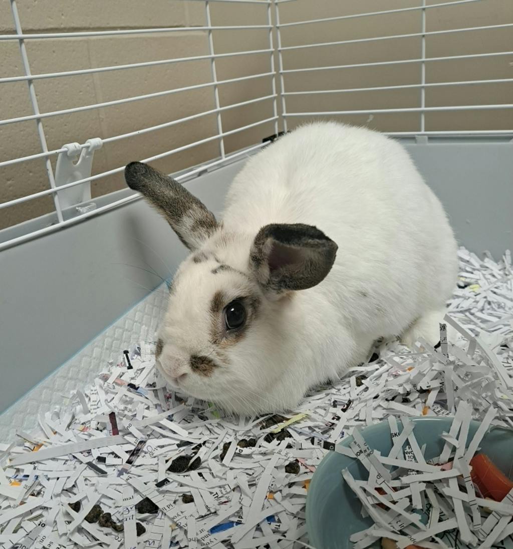 Cloud @ Huntsvile Petsmart, a 4 years old White Female Holland Lop Small Animal