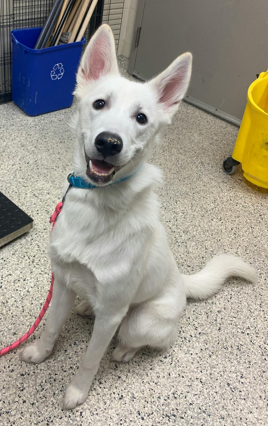 Mellow, a 8 months old White Female White Swiss Shepherd (Berger Blanc Suisse) Dog