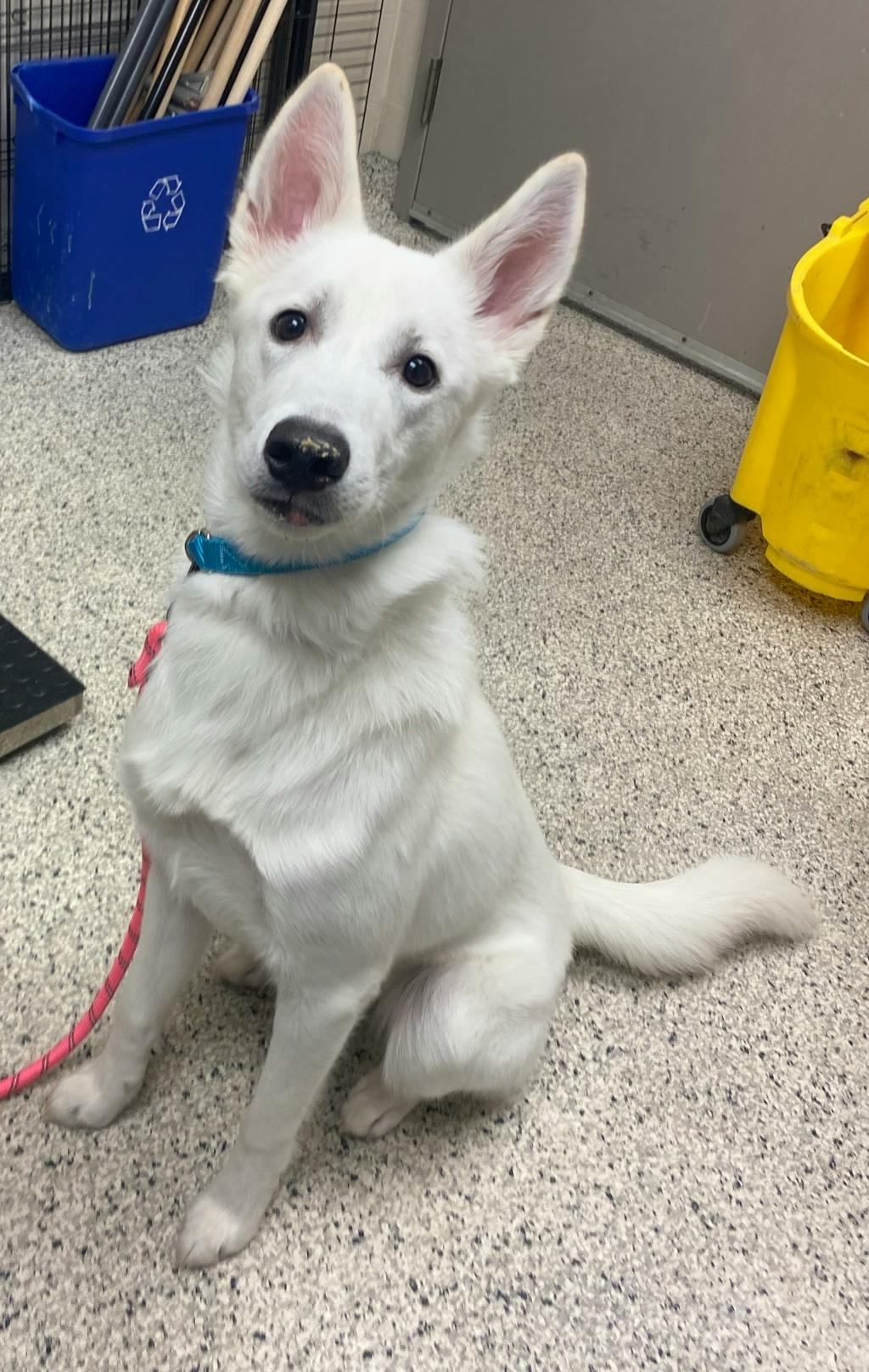 Mellow, a 8 months old White Female White Swiss Shepherd (Berger Blanc Suisse) Dog