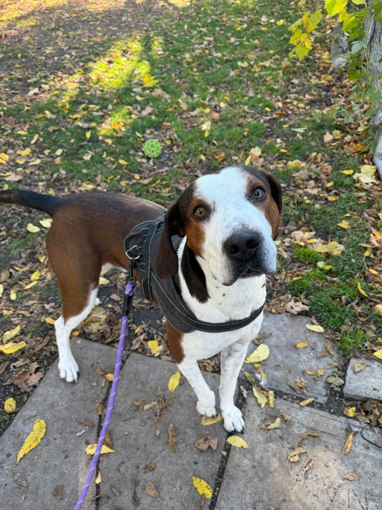 Striker, a 4 years old Brown Male Hound Dog