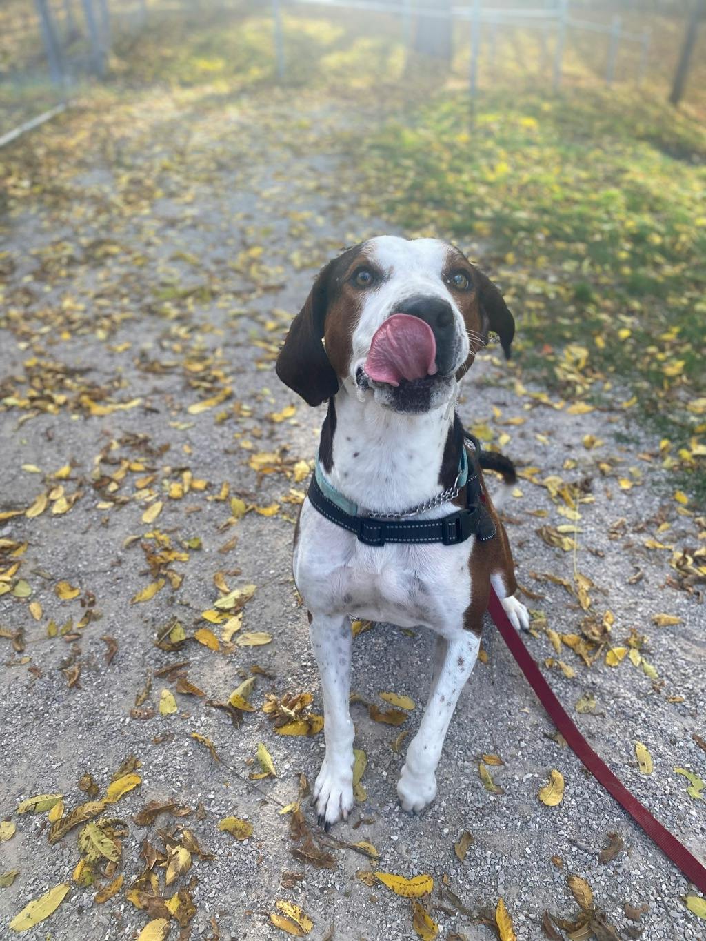 Striker, a 4 years old Brown Male Hound Dog
