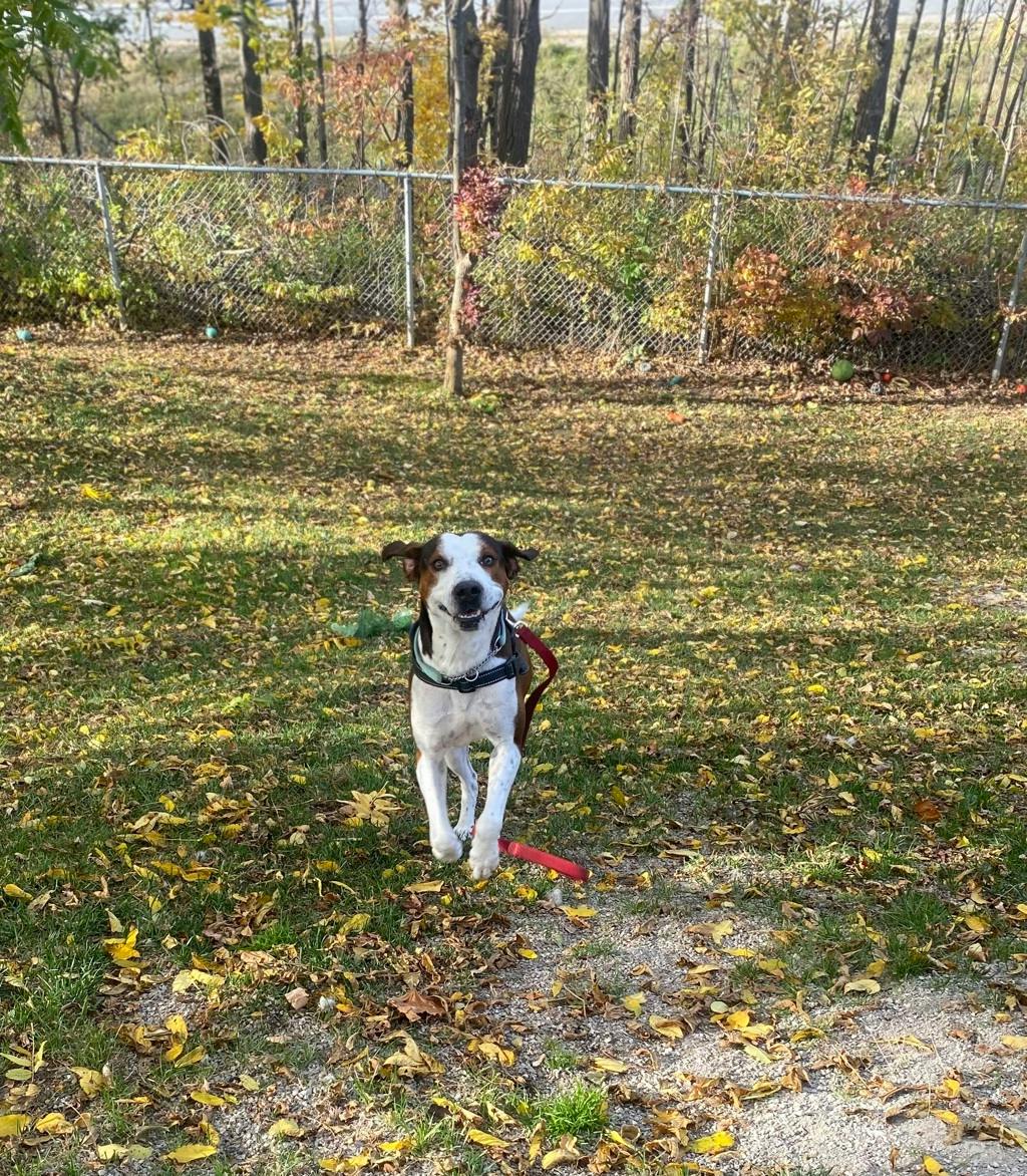 Striker, a 4 years old Brown Male Hound Dog