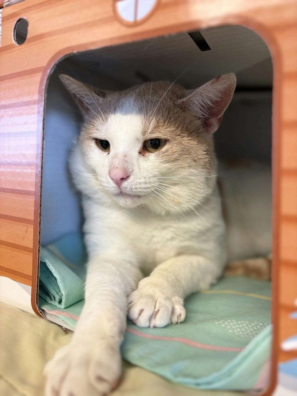 Candy Corn, a 3 years old White Male Domestic Short Hair Cat