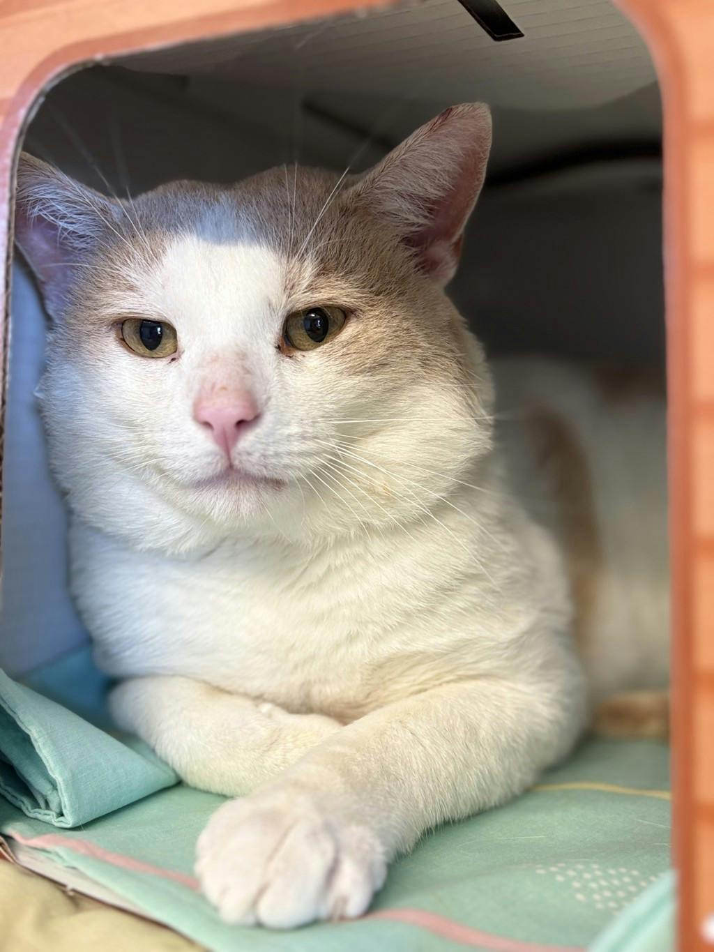 Candy Corn, a 3 years old White Male Domestic Short Hair Cat