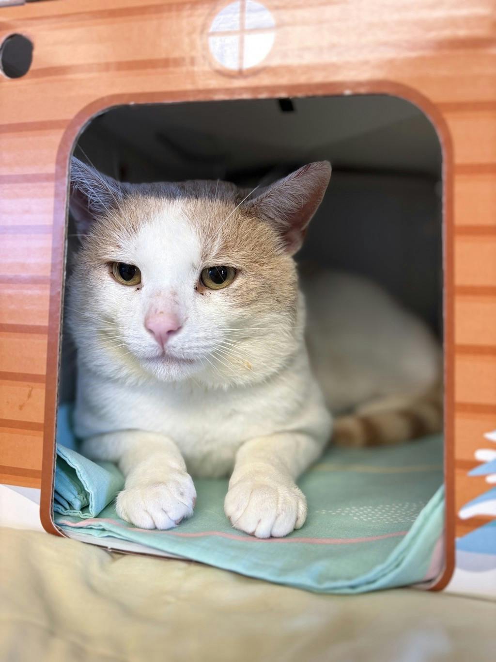 Candy Corn, a 3 years old White Male Domestic Short Hair Cat