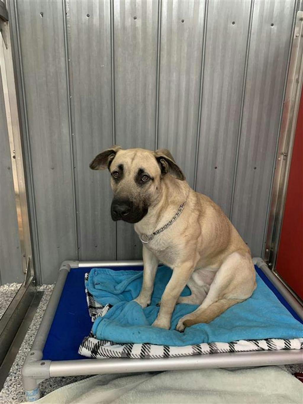Corby, a 2 years old Tan Male Mastiff Dog