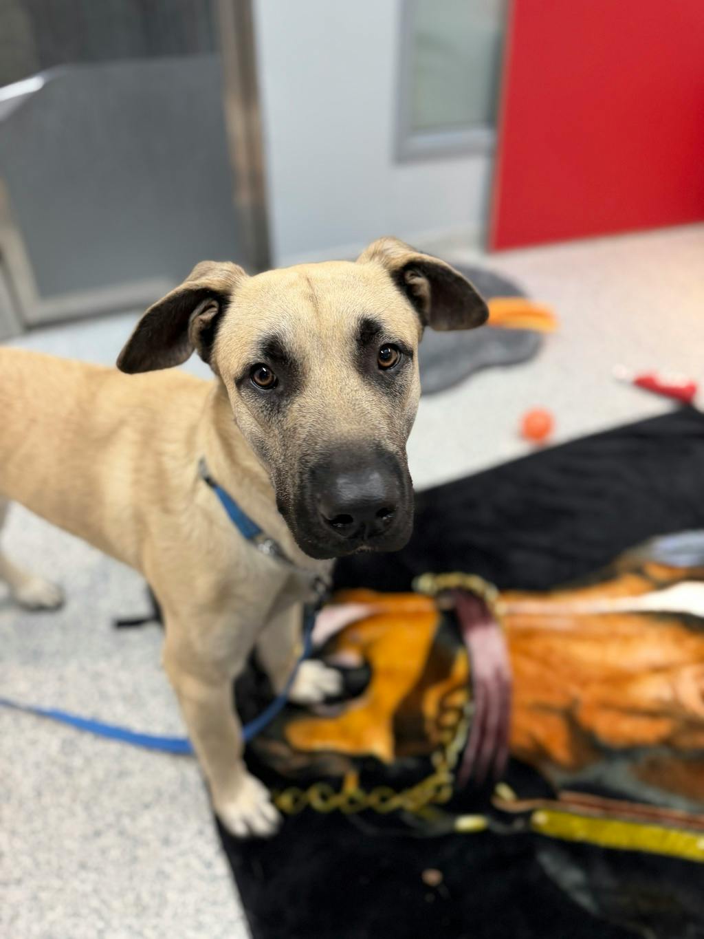 Corby, a 2 years old Tan Male Mastiff Dog