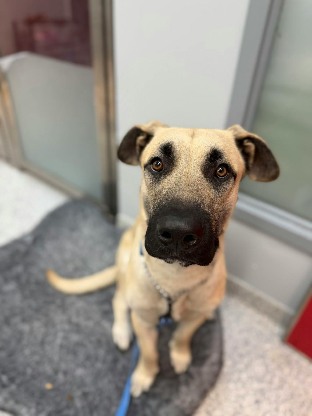 Corby, a 2 years old Tan Male Mastiff Dog