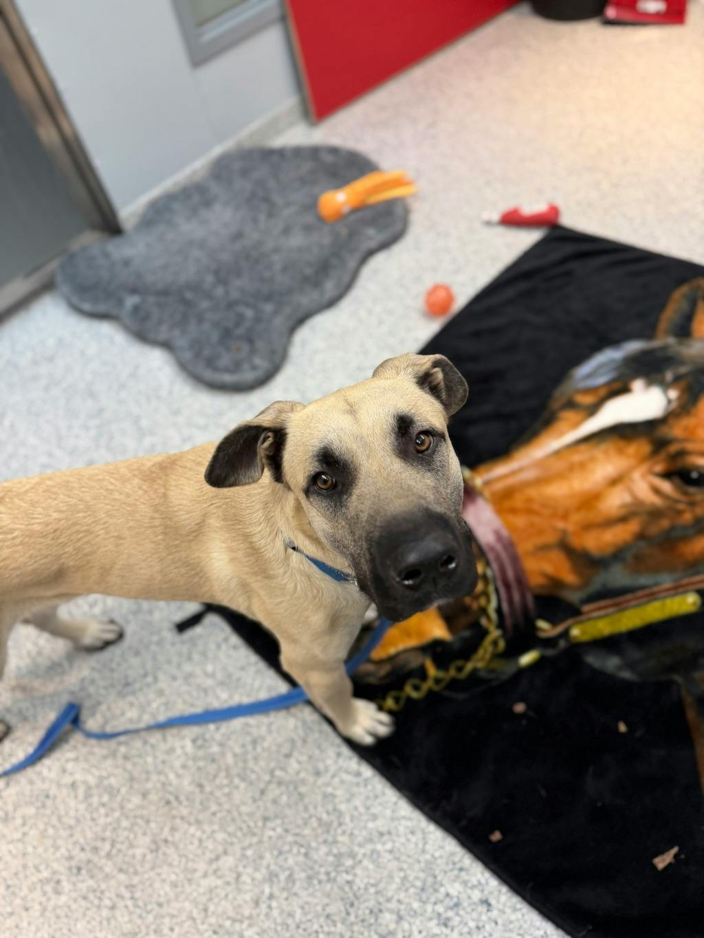 Corby, a 2 years old Tan Male Mastiff Dog
