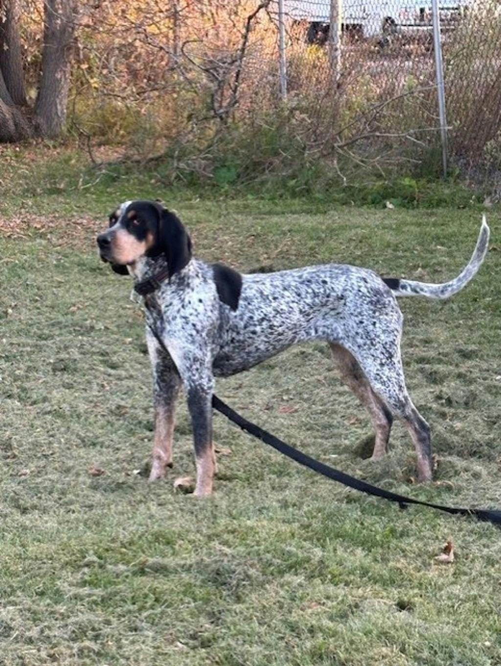 Puggy, a 1 year and 10 months old Blue Ticked Female Coonhound, Bluetick Dog