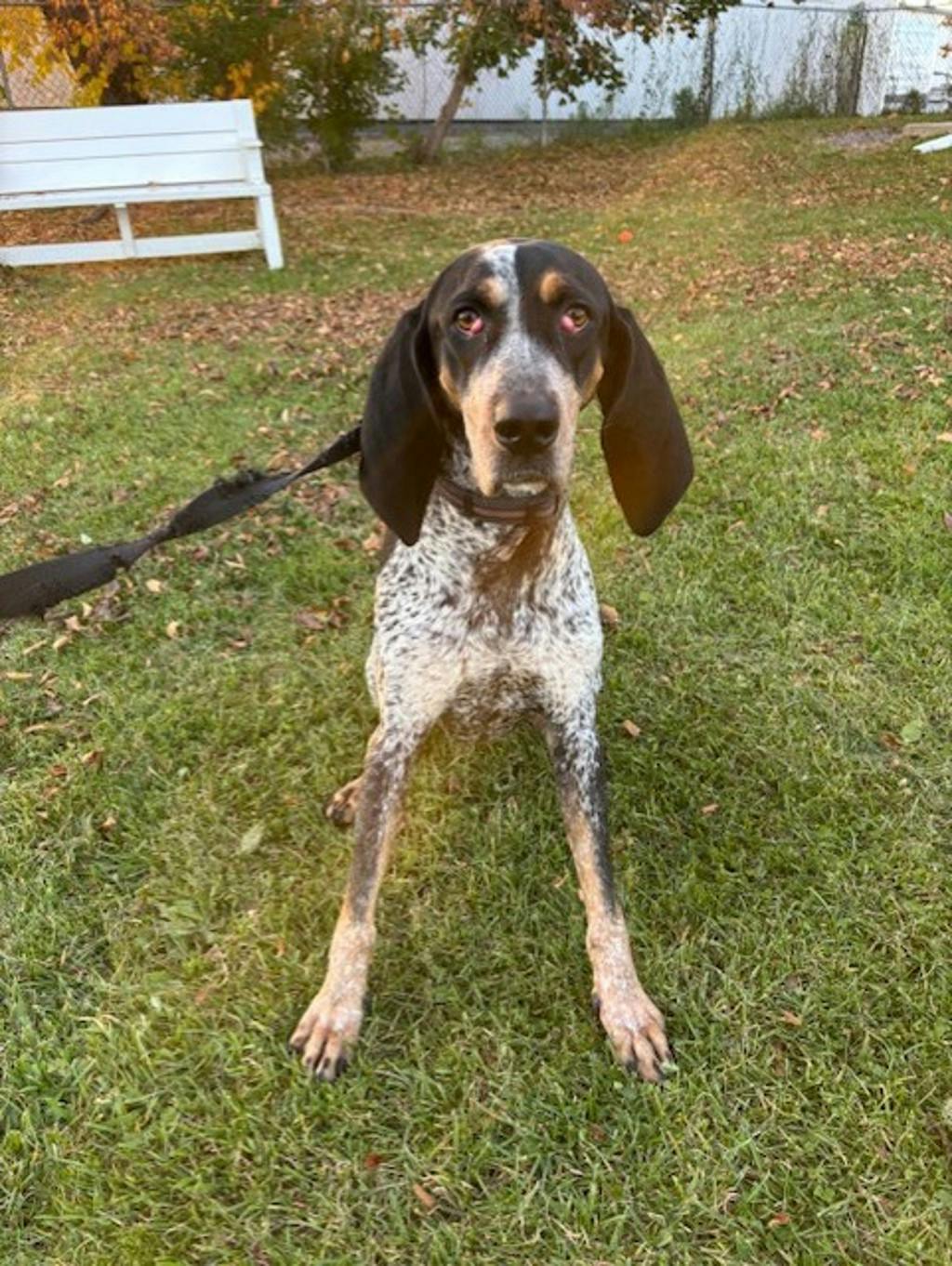 Puggy, a 1 year and 10 months old Blue Ticked Female Coonhound, Bluetick Dog