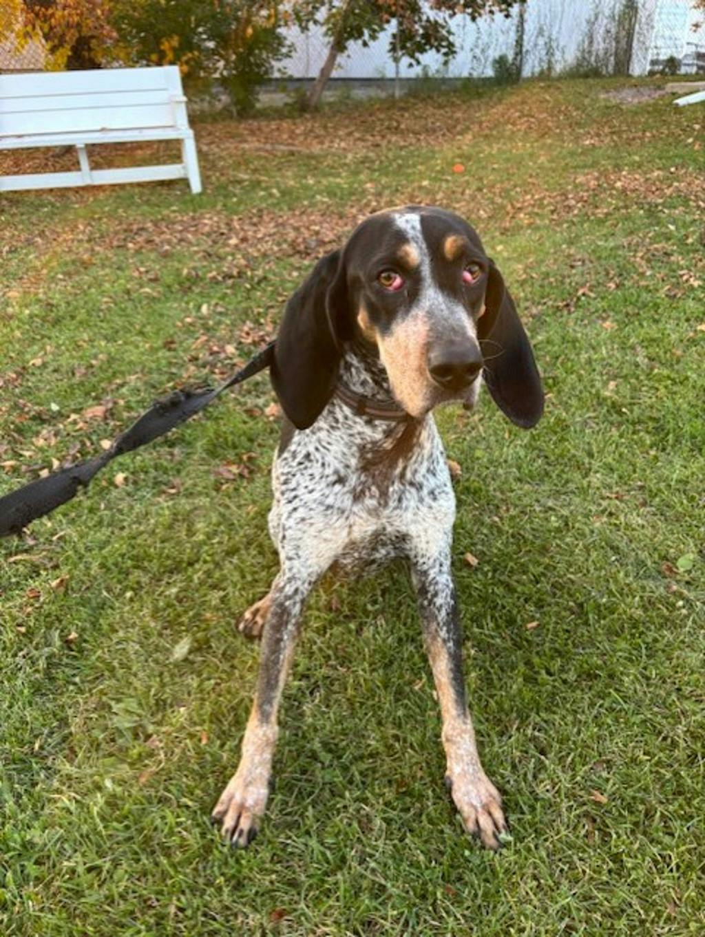 Puggy, a 1 year and 10 months old Blue Ticked Female Coonhound, Bluetick Dog