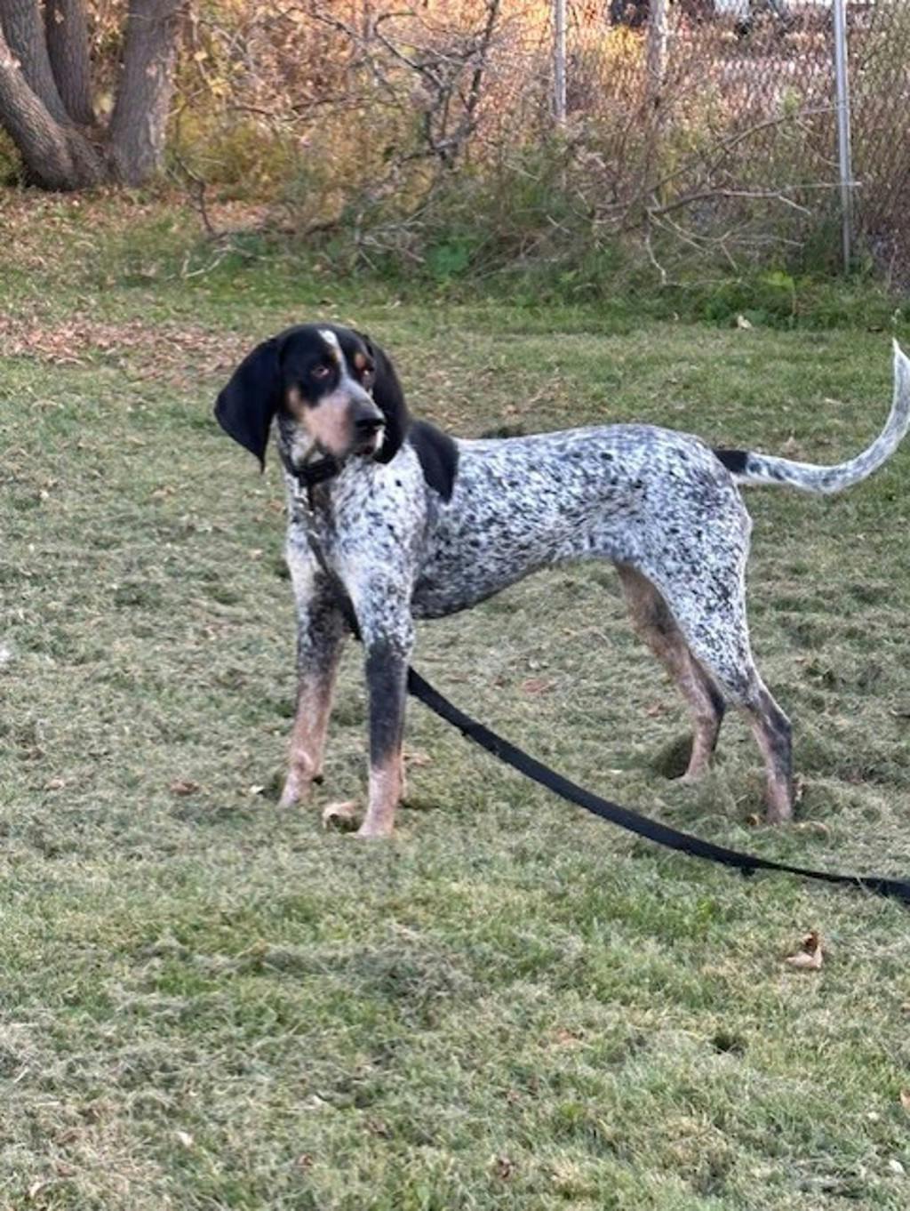 Puggy, a 1 year and 10 months old Blue Ticked Female Coonhound, Bluetick Dog