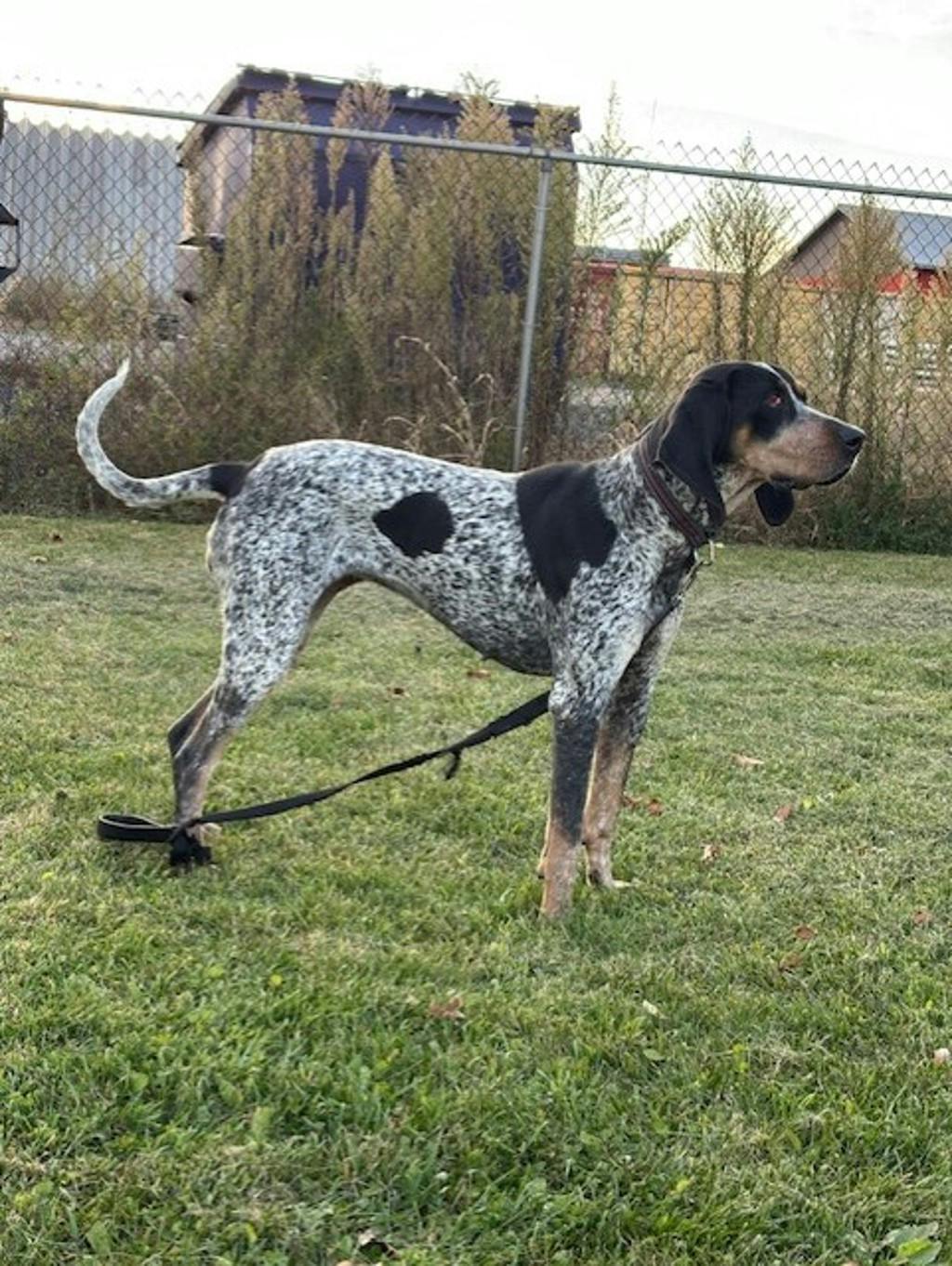 Puggy, a 1 year and 10 months old Blue Ticked Female Coonhound, Bluetick Dog