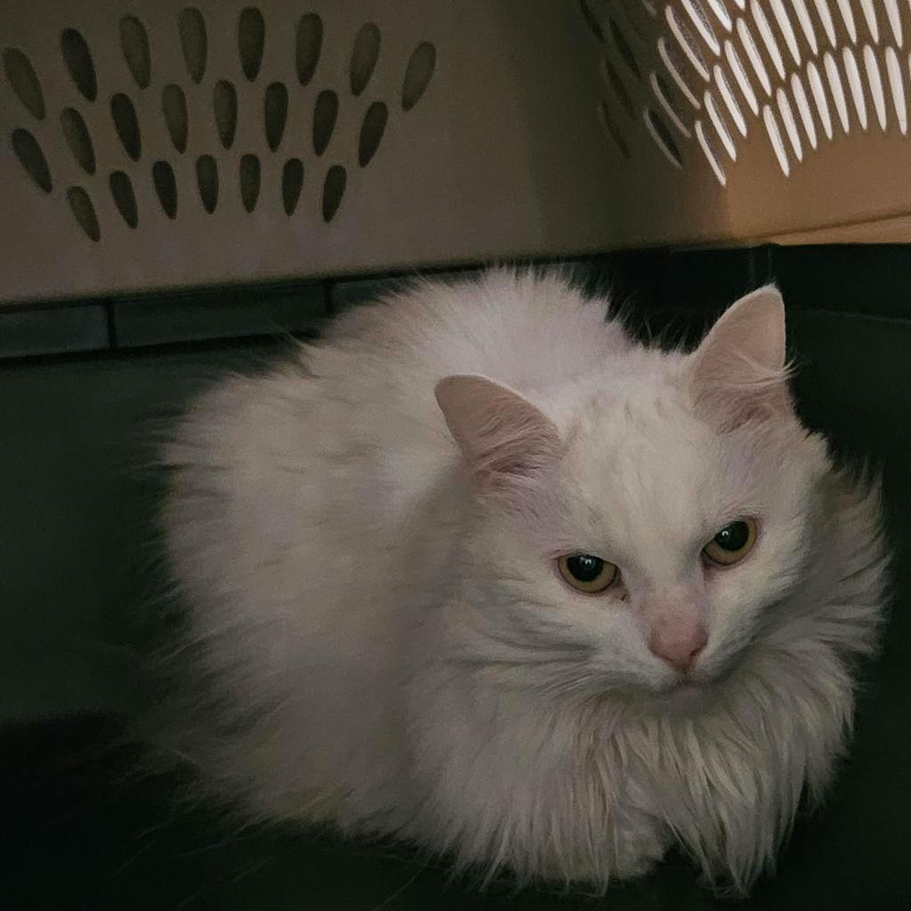 Elsie, a 4 years and 6 months old White Female Domestic Longhair Cat