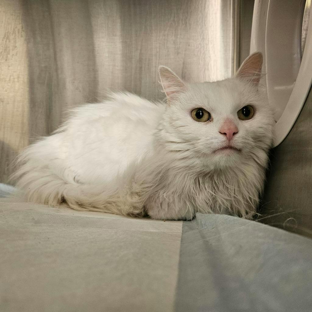 Elsie, a 4 years and 6 months old White Female Domestic Longhair Cat