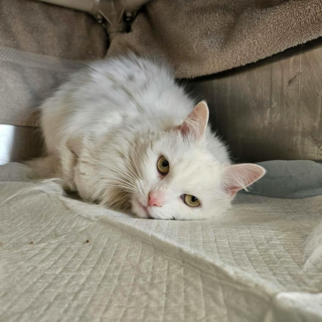 Elsie, a 4 years and 6 months old White Female Domestic Longhair Cat