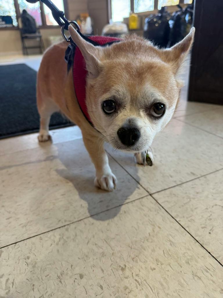 Chanel, a 7 years old Tan Female Chihuahua Dog