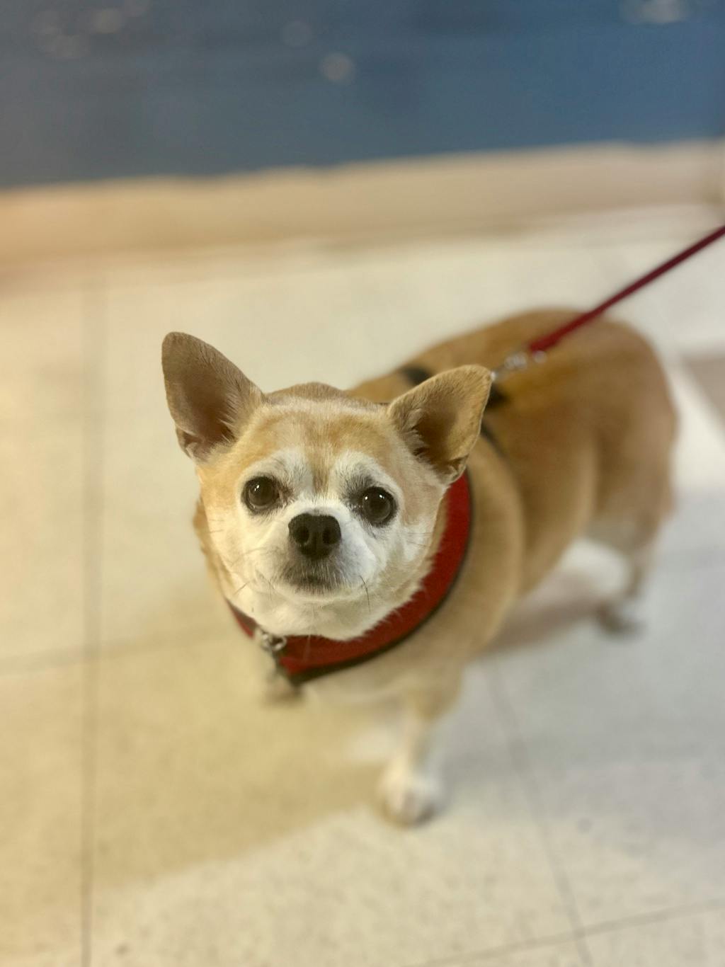 Chanel, a 7 years old Tan Female Chihuahua Dog