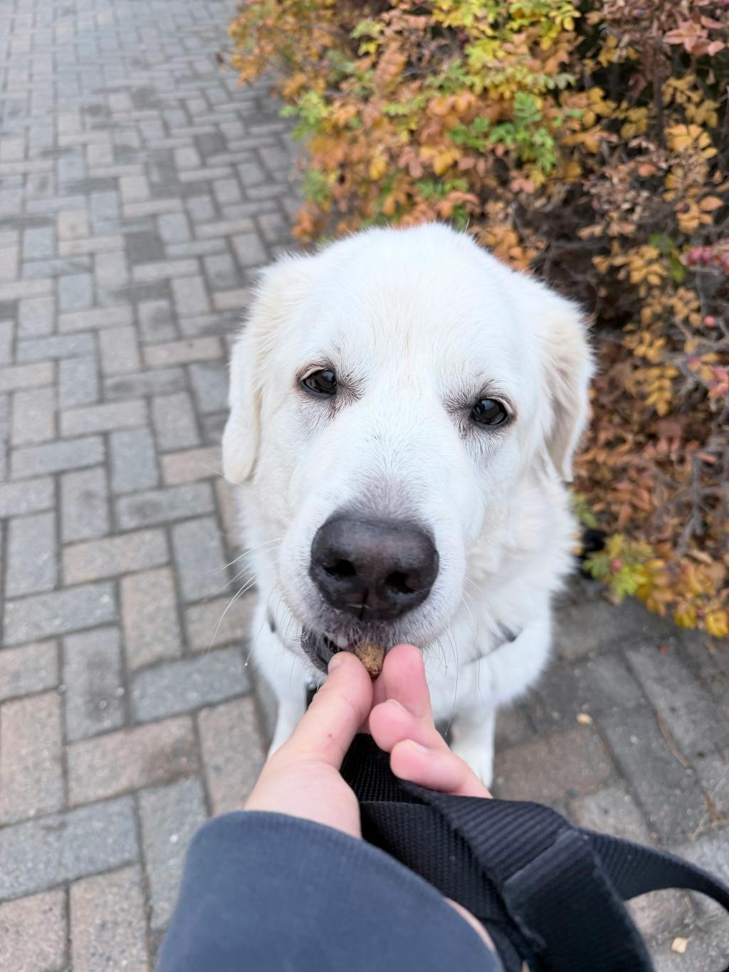 Persephone, a 8 years old White Female Maremma Sheepdog Dog