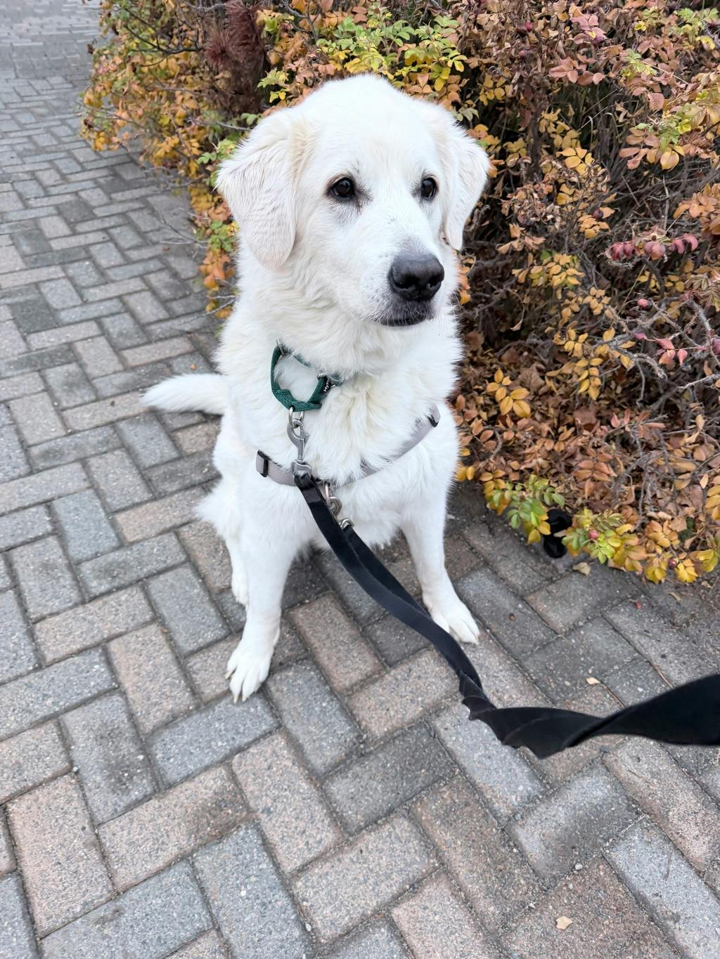 Persephone, a 8 years old White Female Maremma Sheepdog Dog