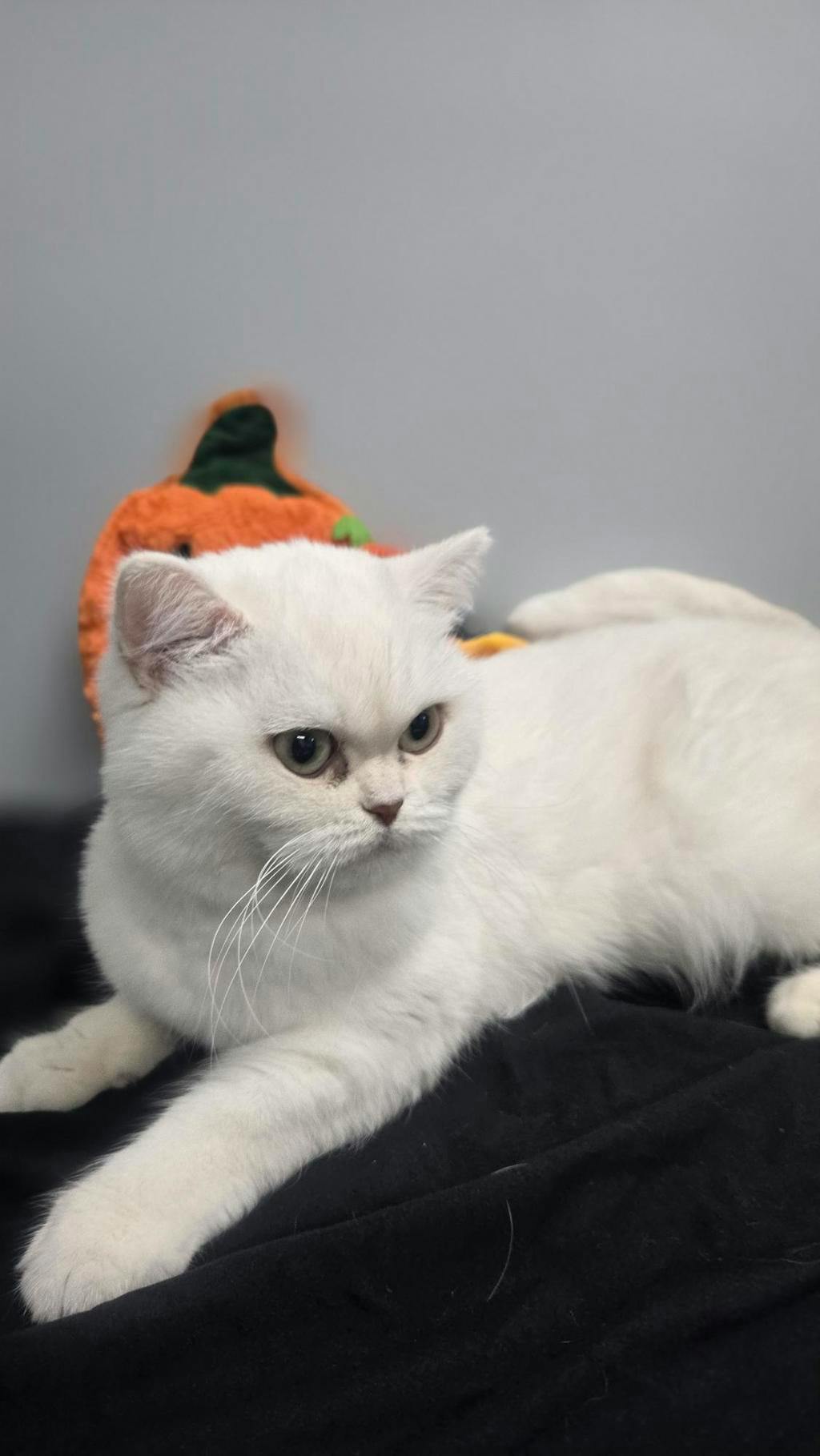 Cotton, a White Female British Shorthair Cat