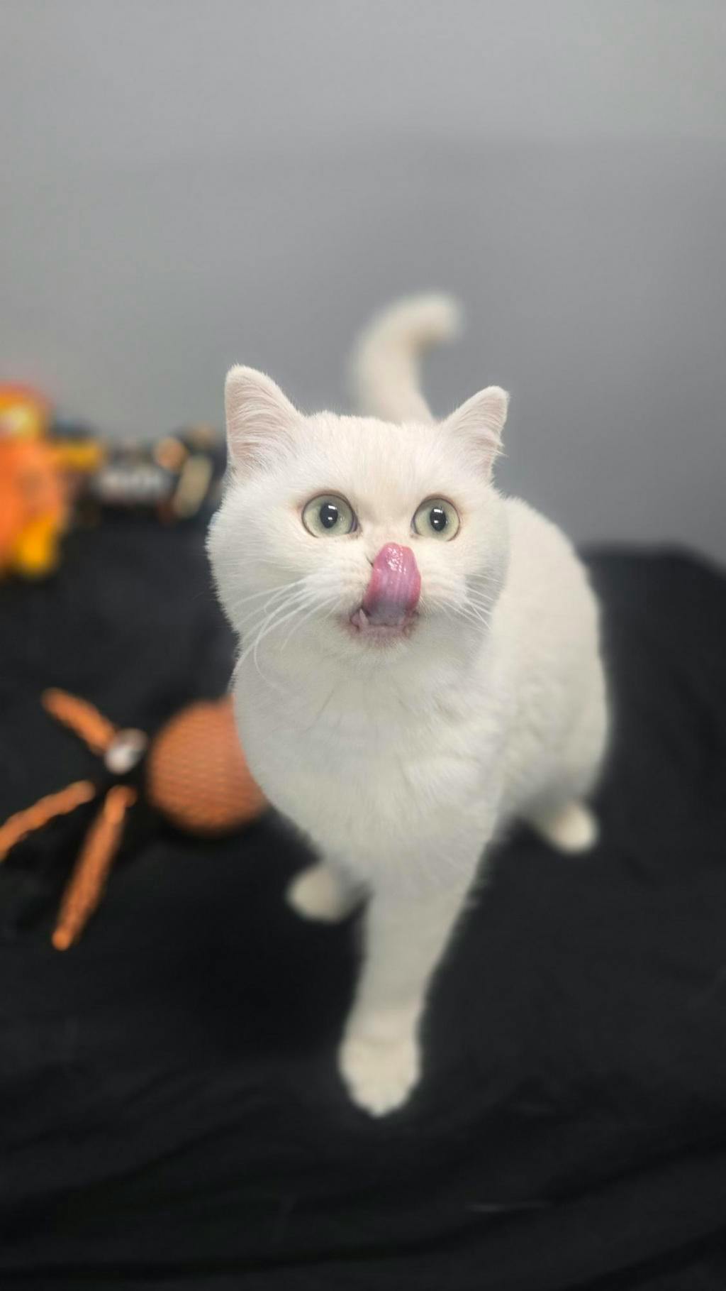 Cotton, a White Female British Shorthair Cat