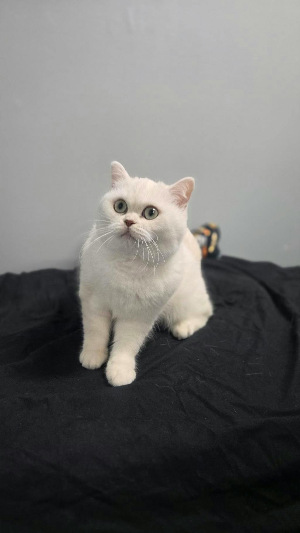 Cotton, a White Female British Shorthair Cat