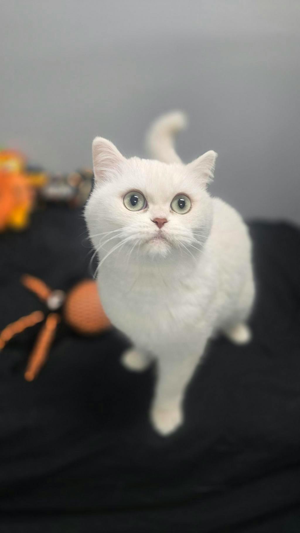 Cotton, a White Female British Shorthair Cat