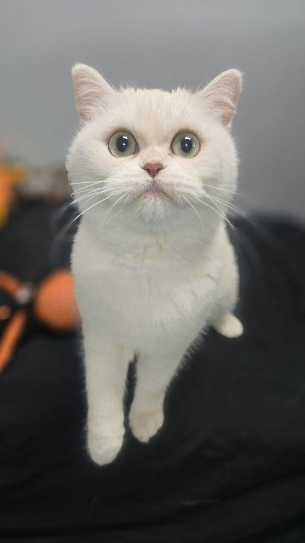 Cotton, a White Female British Shorthair Cat