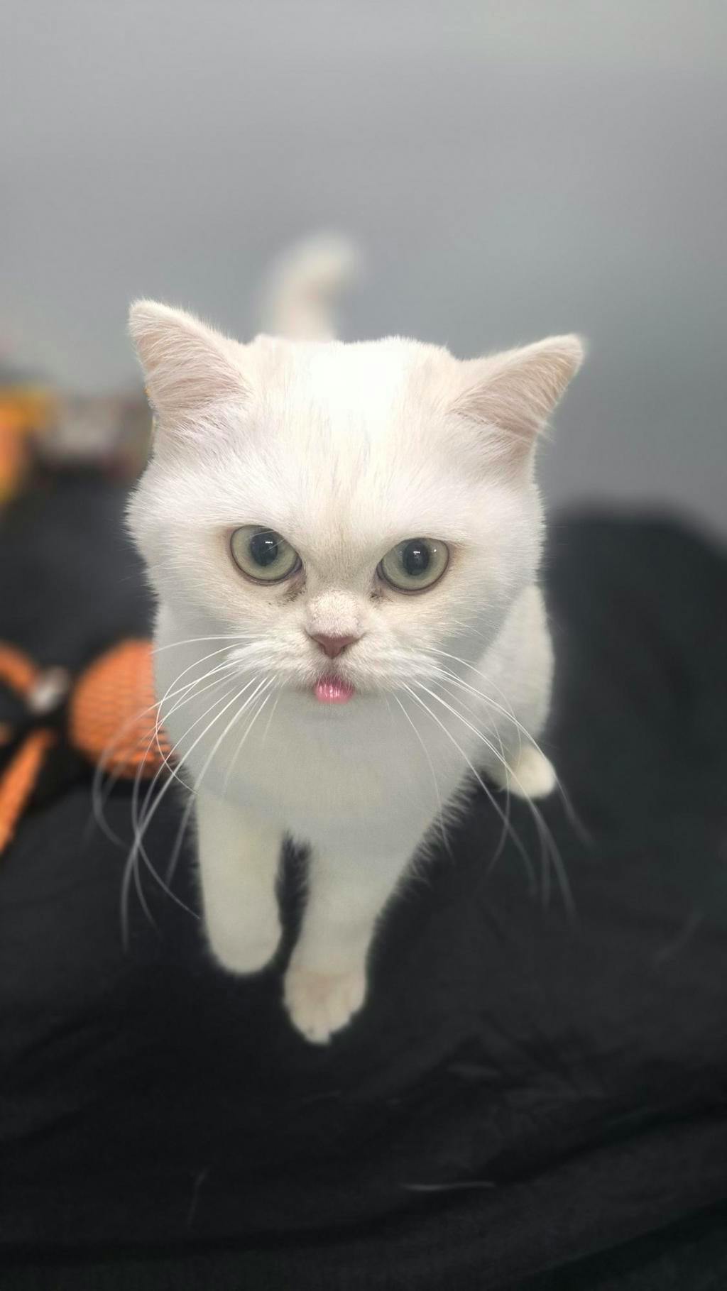 Cotton, a White Female British Shorthair Cat