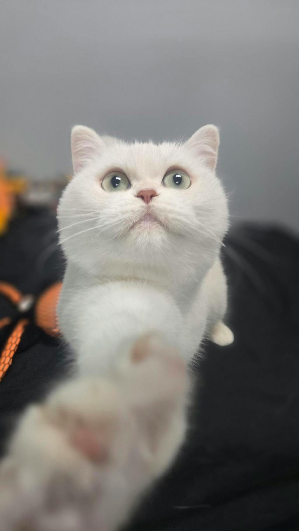 Cotton, a White Female British Shorthair Cat