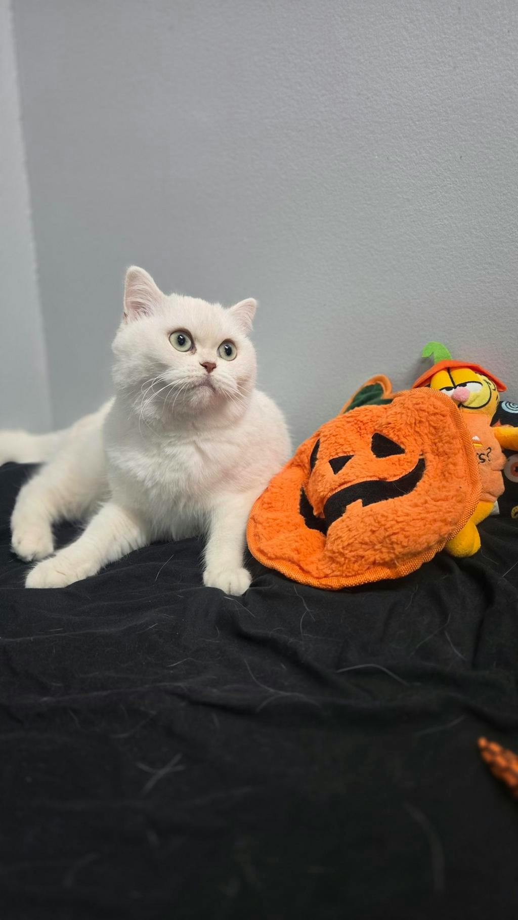 Cotton, a White Female British Shorthair Cat