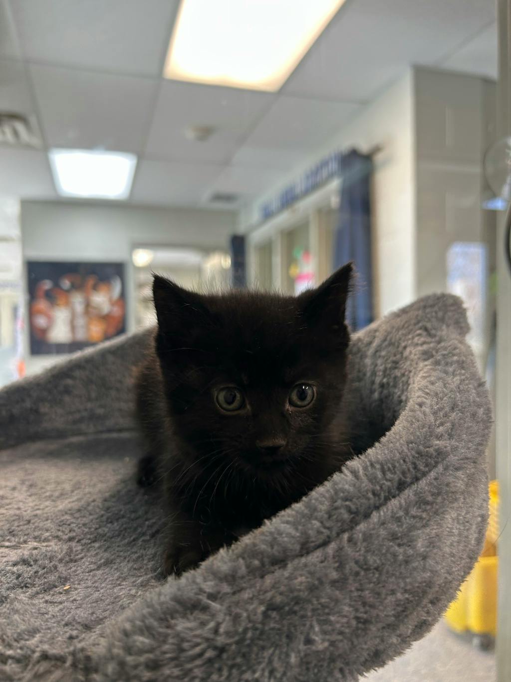 Conductor, a 7 weeks old Black Female Domestic Short Hair Kitten