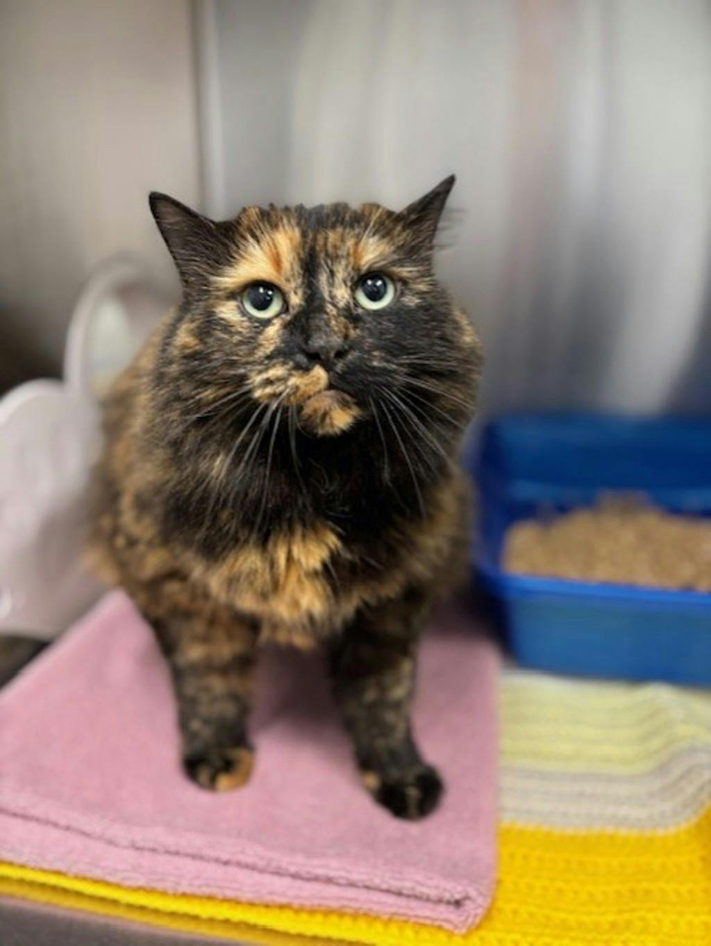 Faith, a 10 years old Tortoiseshell Female Domestic Longhair Cat