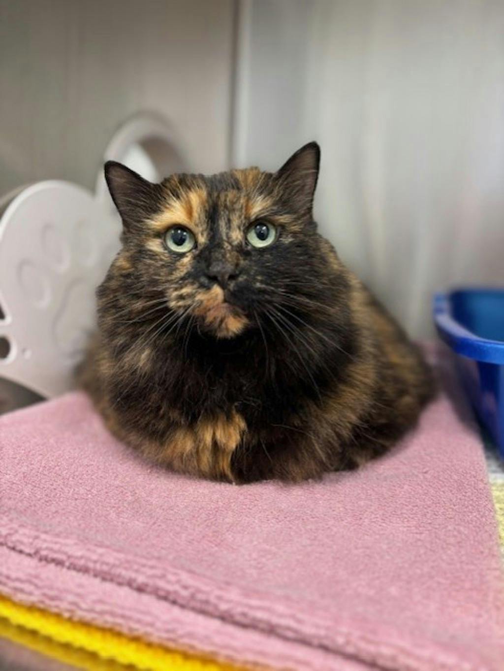 Faith, a 10 years old Tortoiseshell Female Domestic Longhair Cat
