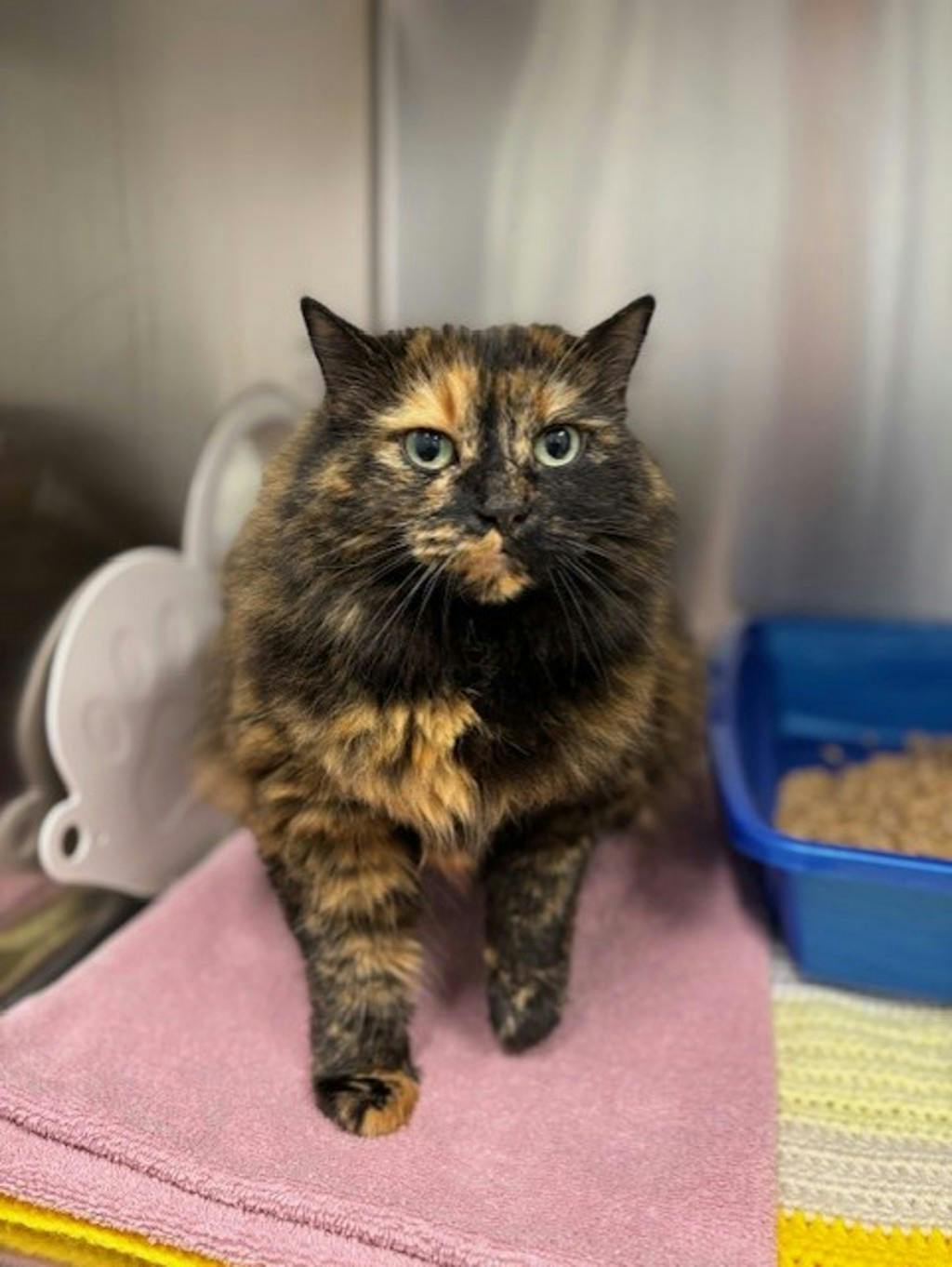 Faith, a 10 years old Tortoiseshell Female Domestic Longhair Cat